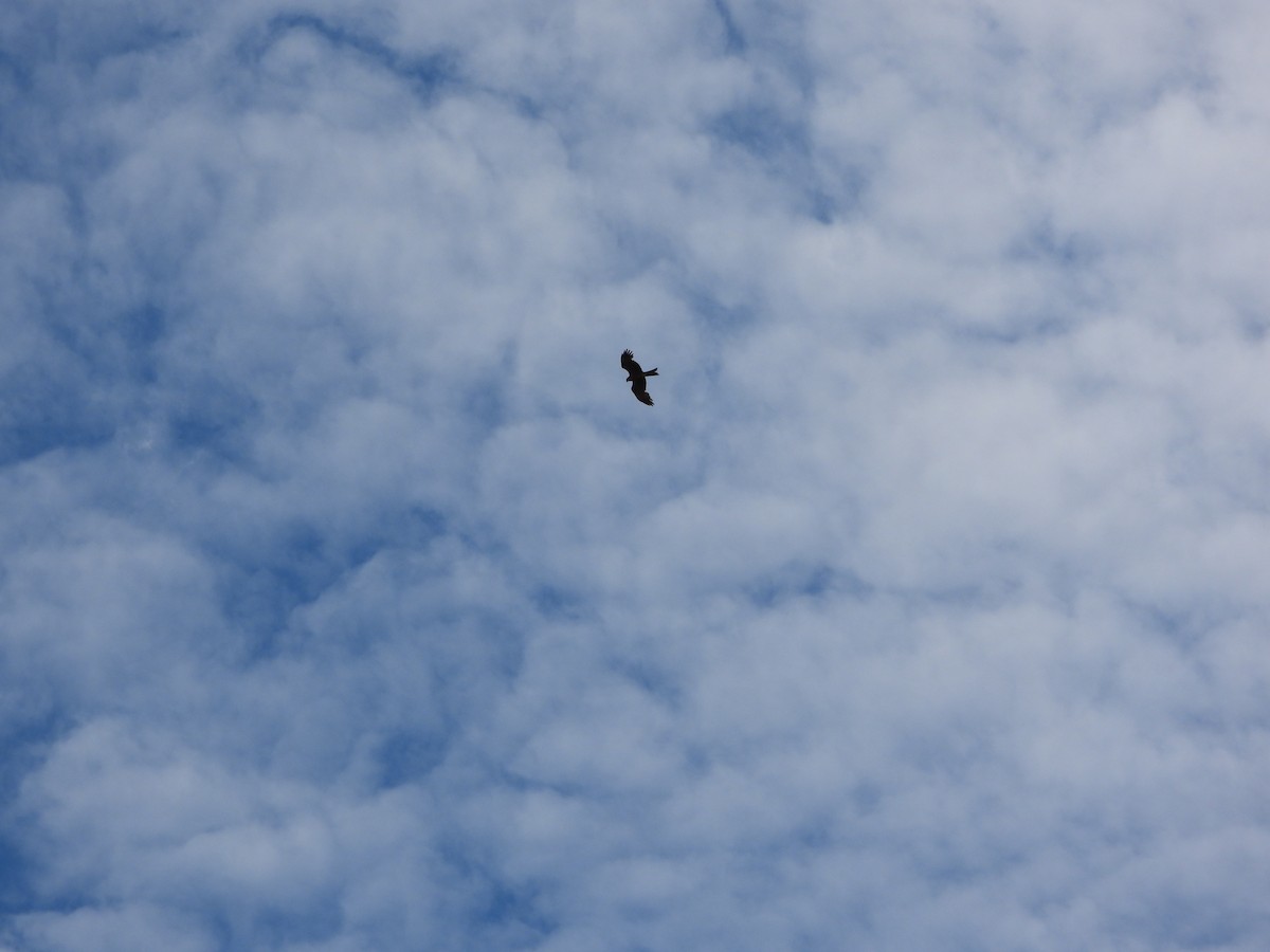 Black Kite - ML638237553