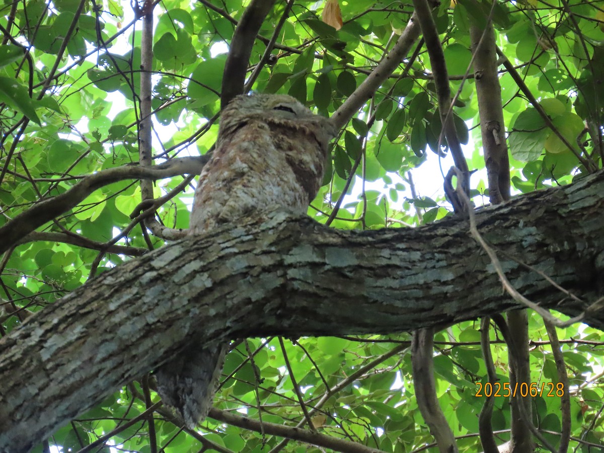 Great Potoo - ML638237568
