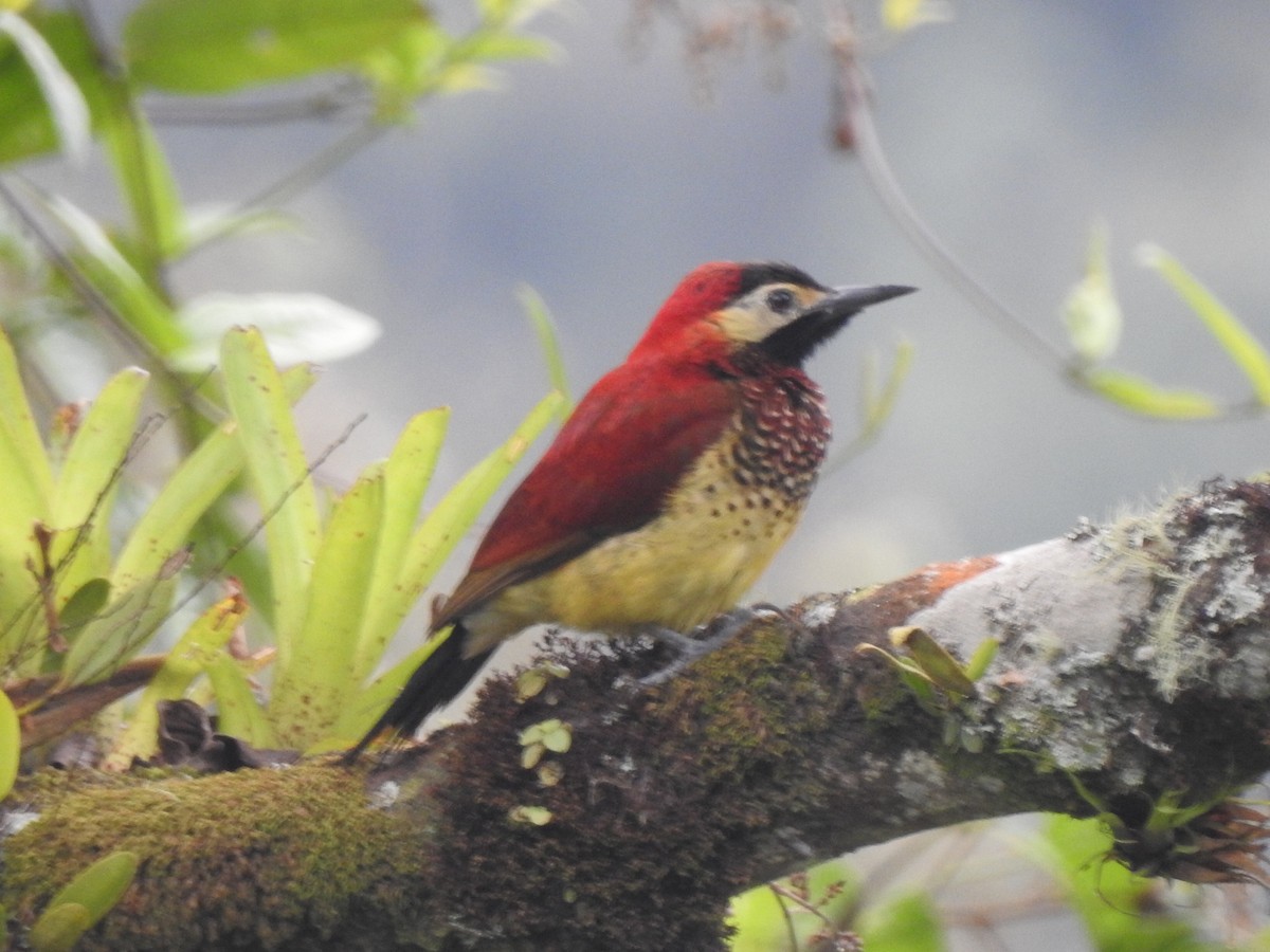 Crimson-mantled Woodpecker - ML638237598