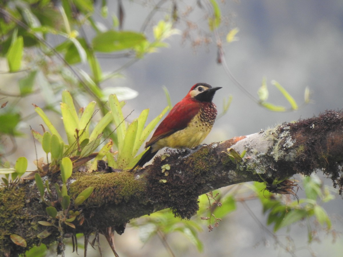 Crimson-mantled Woodpecker - ML638237599