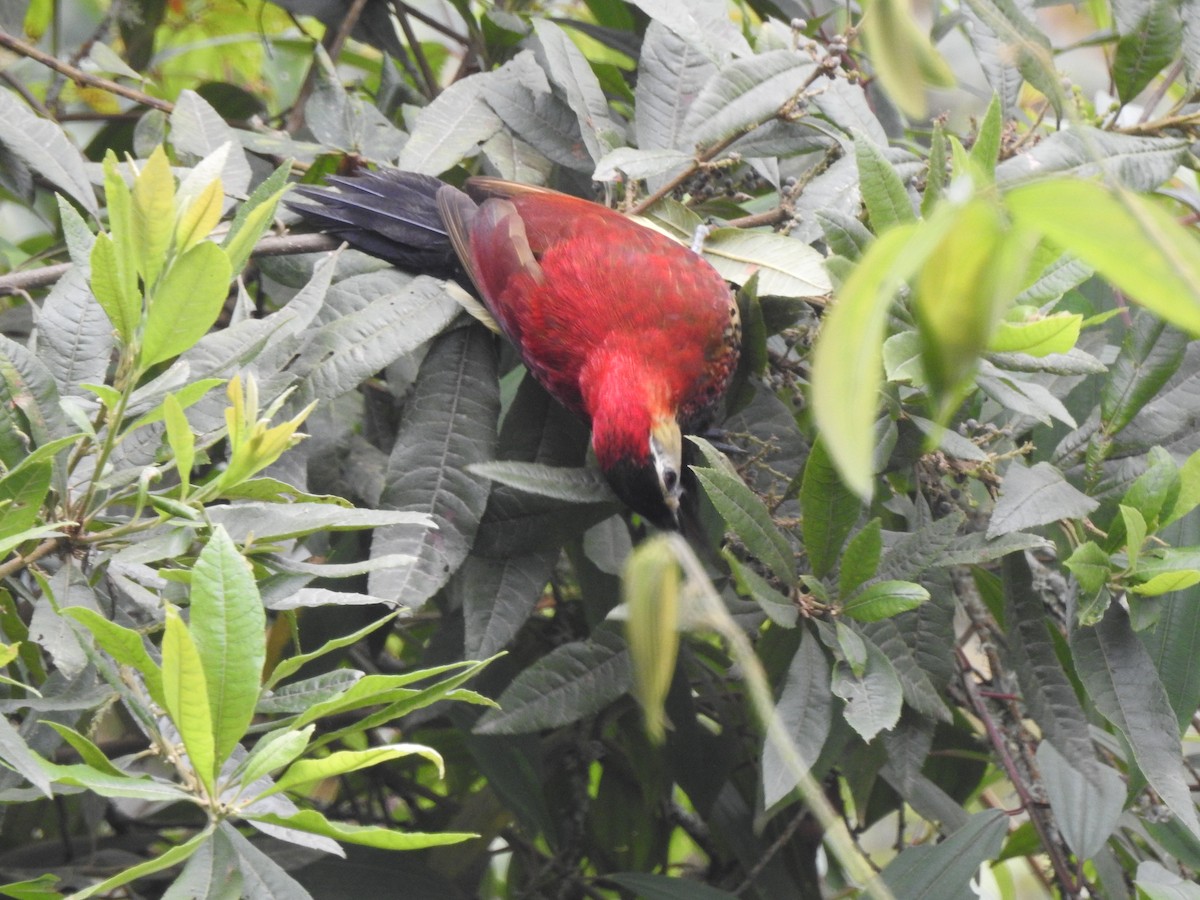 Crimson-mantled Woodpecker - ML638237601
