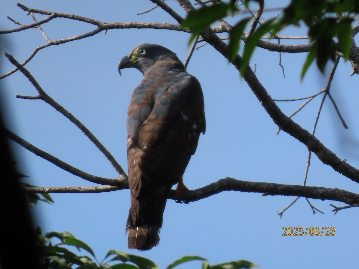 Hook-billed Kite - ML638237603