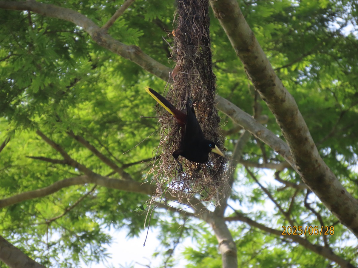 Crested Oropendola - ML638237631