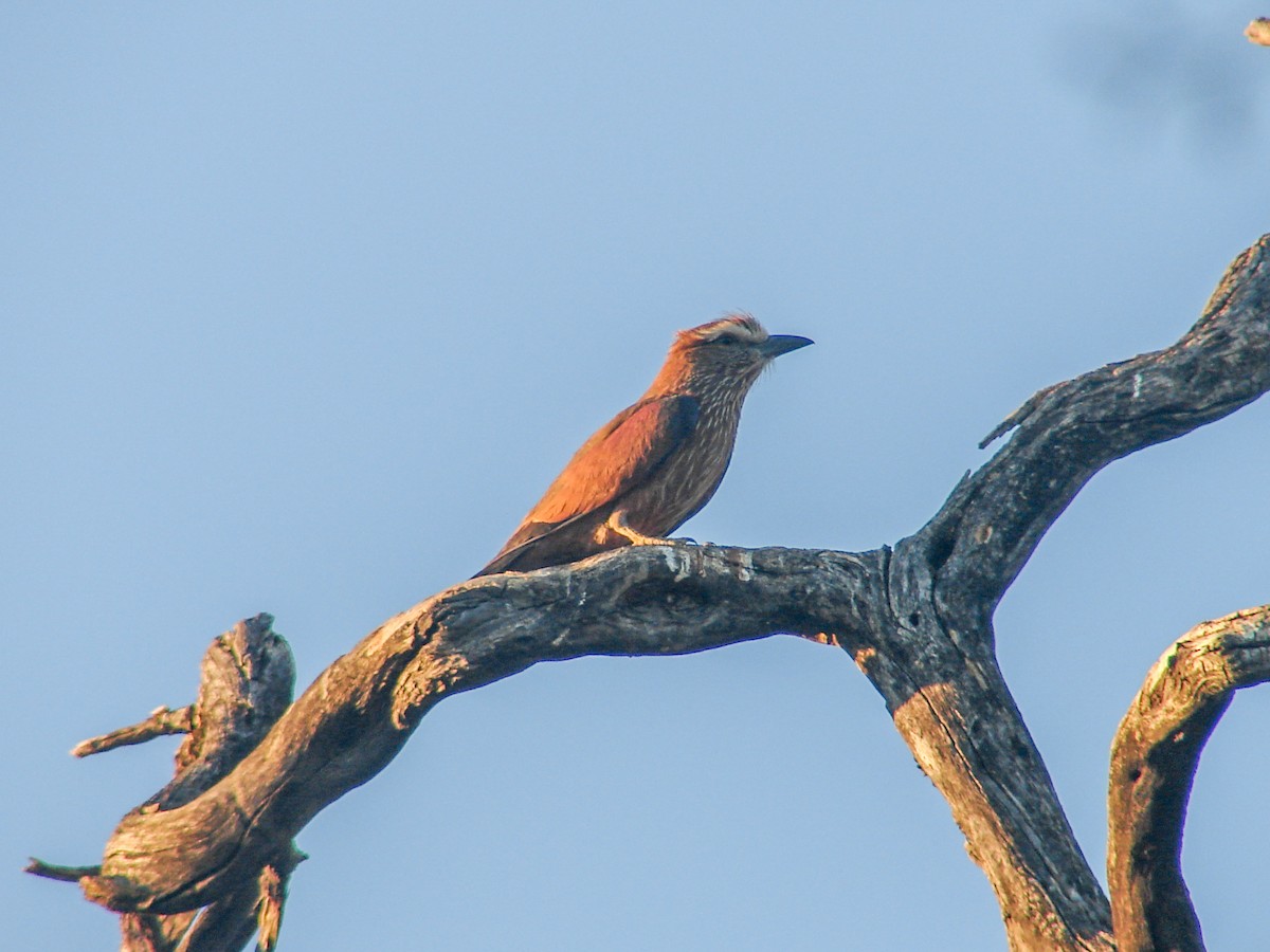 Purple Roller - ML638237645
