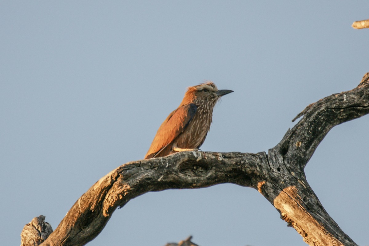 Purple Roller - ML638237646