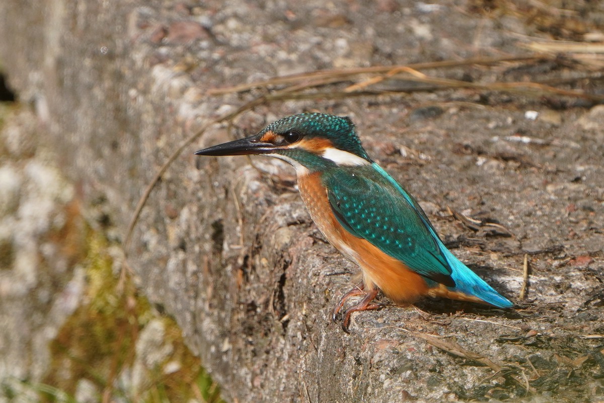 Common Kingfisher - ML638237652