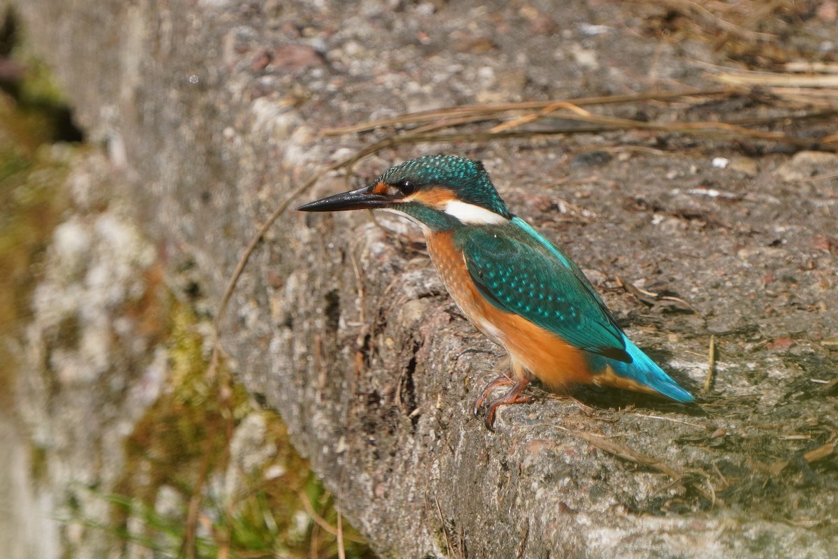 Common Kingfisher - ML638237653