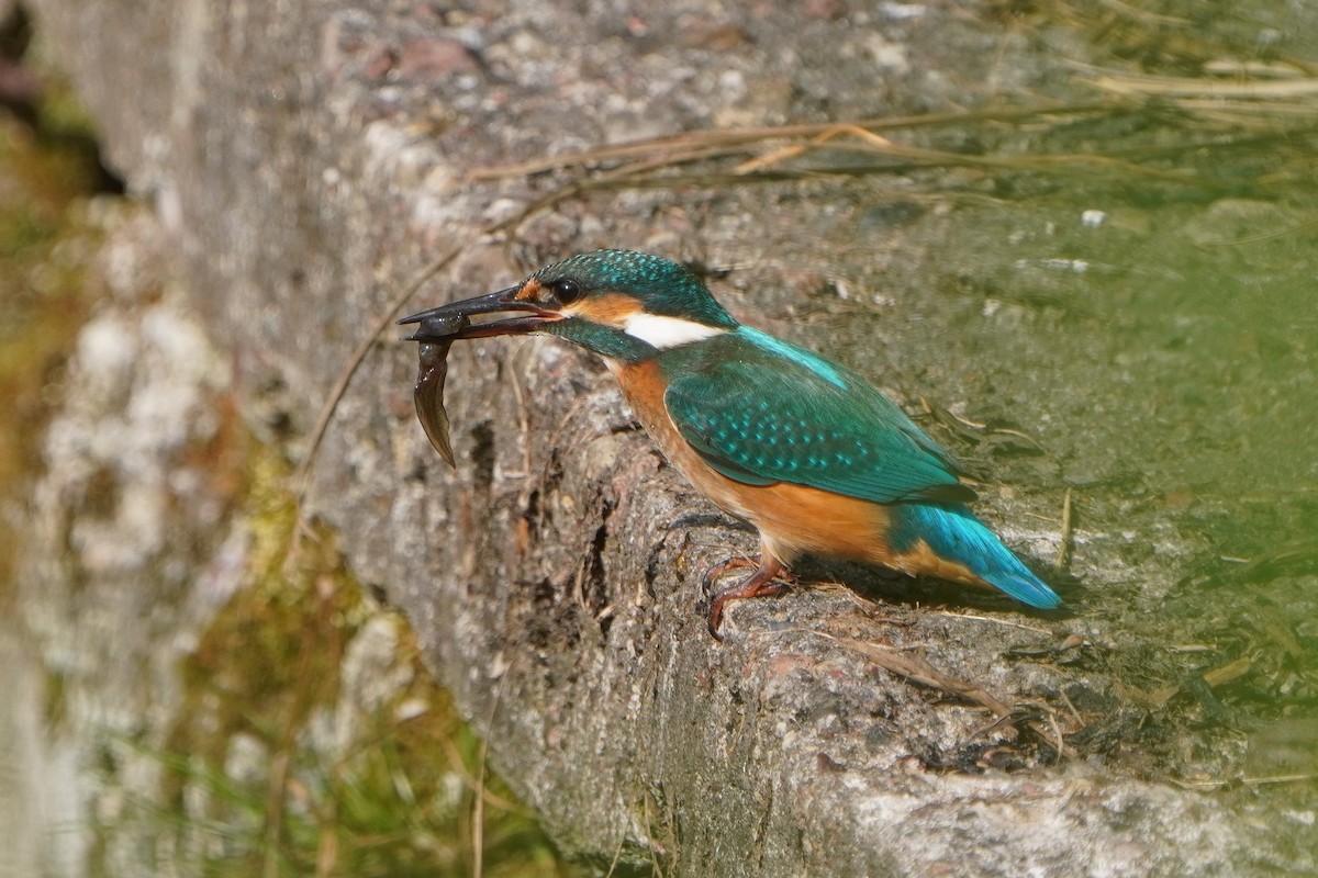 Common Kingfisher - ML638237654