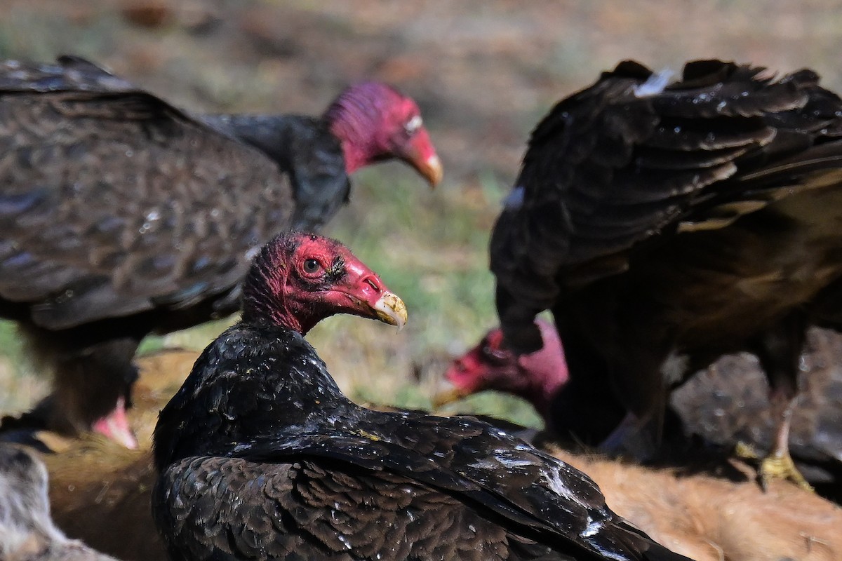 Turkey Vulture - ML638237681