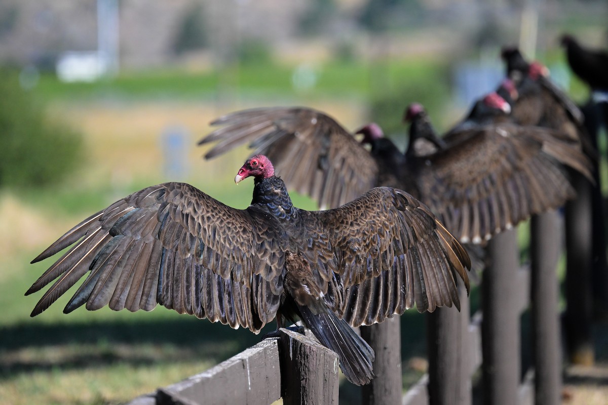Turkey Vulture - ML638237683