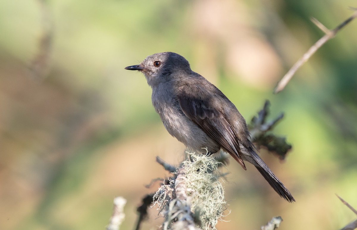Sooty Tyrannulet - ML638237694