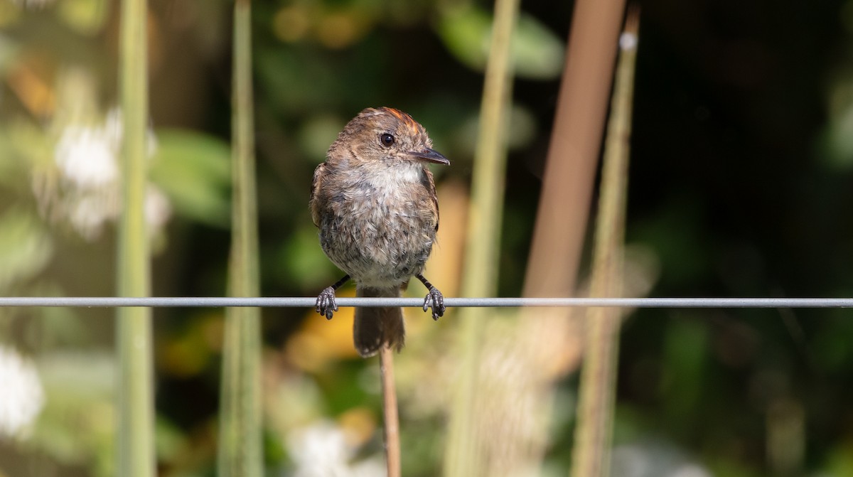 Bran-colored Flycatcher - ML638237708