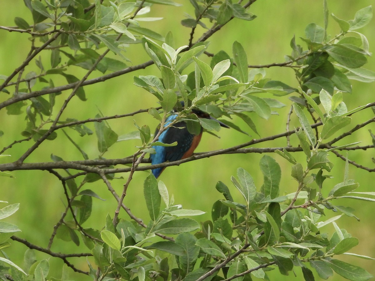 Common Kingfisher - ML638237738