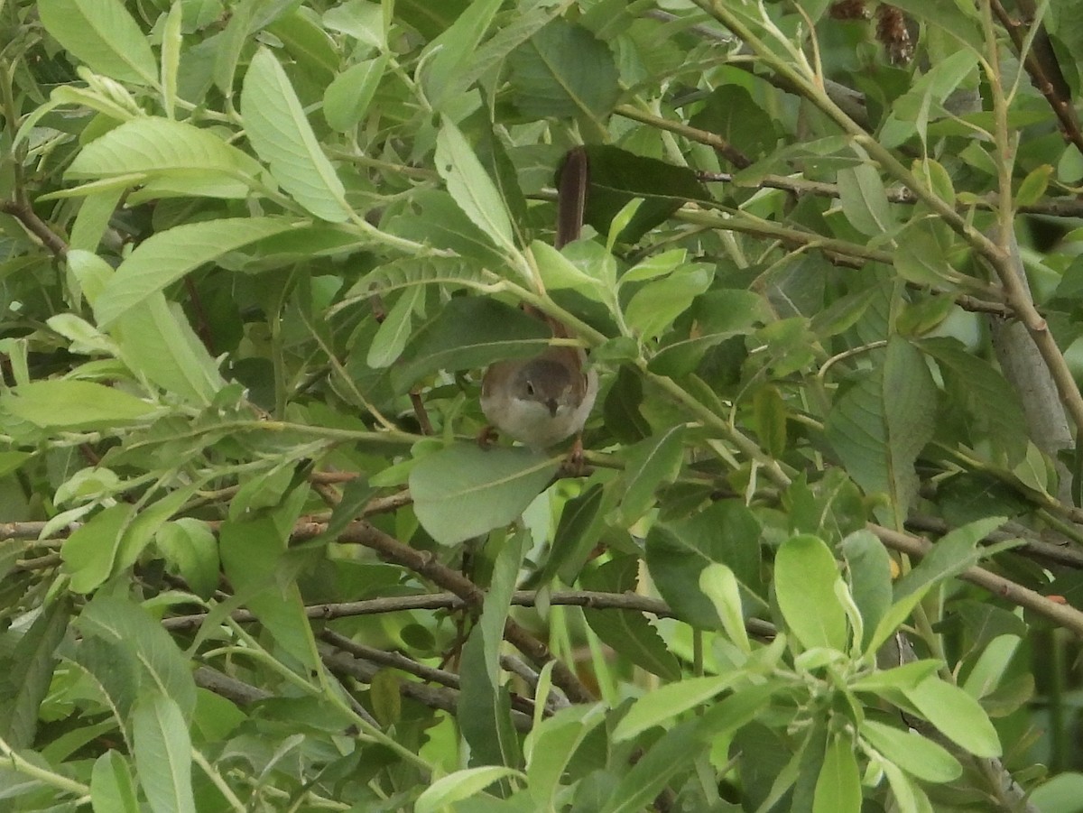 Greater Whitethroat - ML638237744