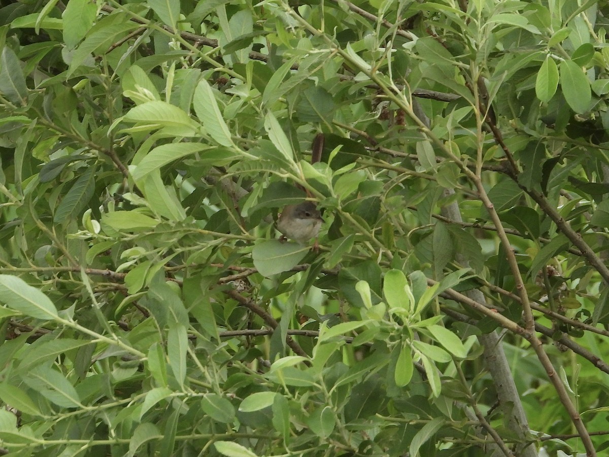 Greater Whitethroat - ML638237745