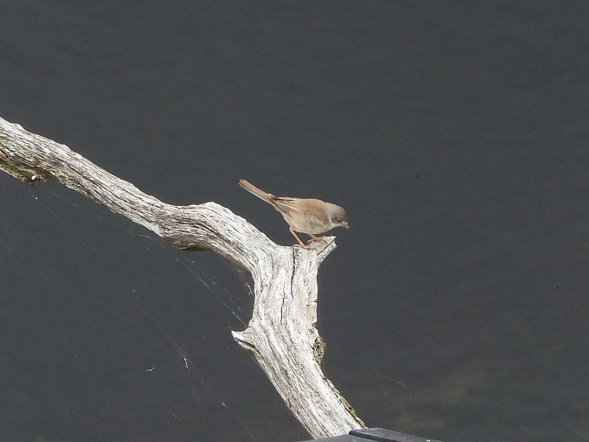 Greater Whitethroat - ML638237746