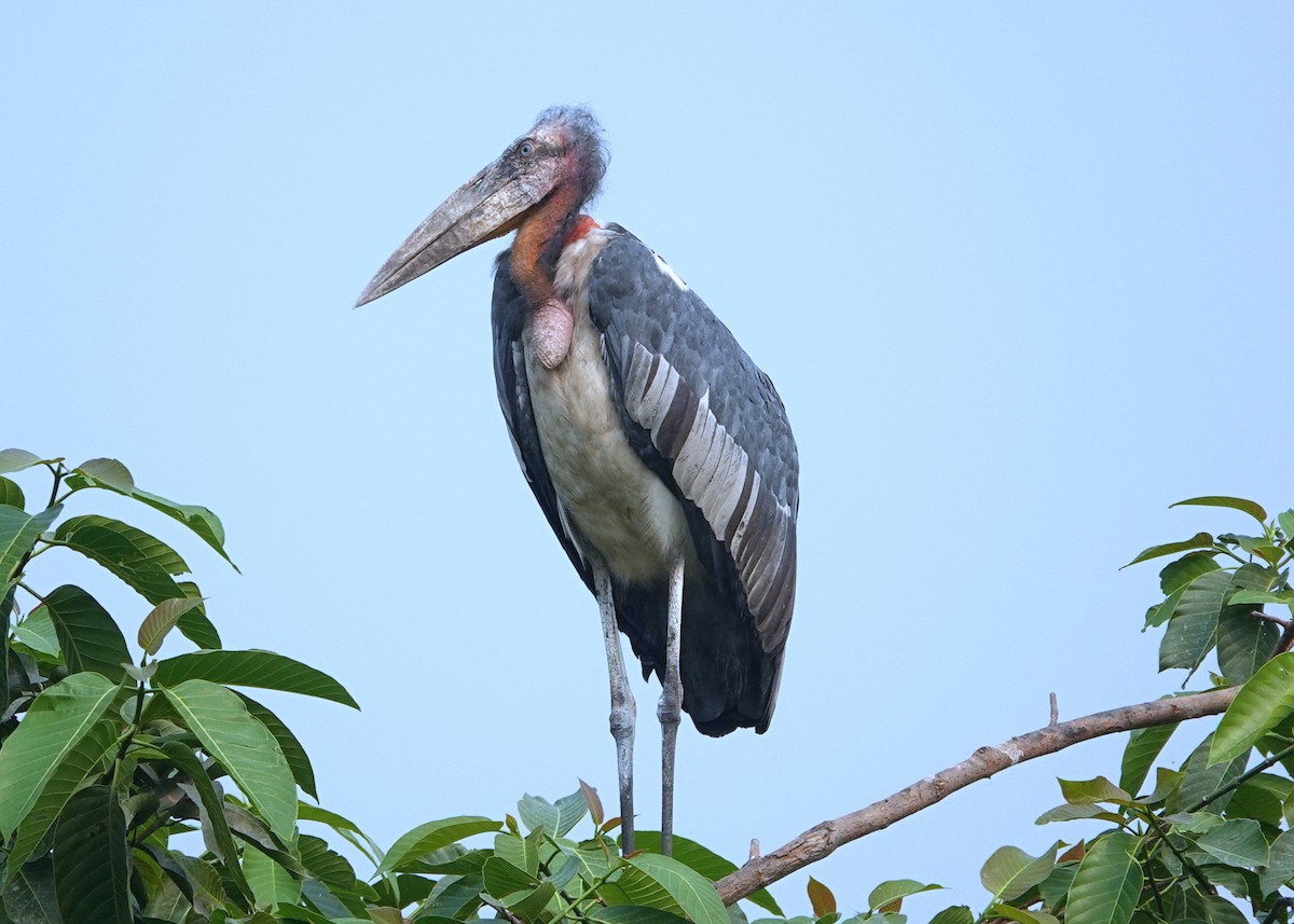 Greater Adjutant - ML638237750