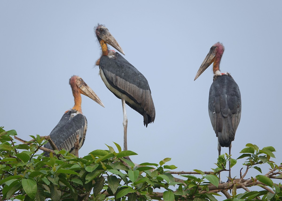 Greater Adjutant - ML638237751