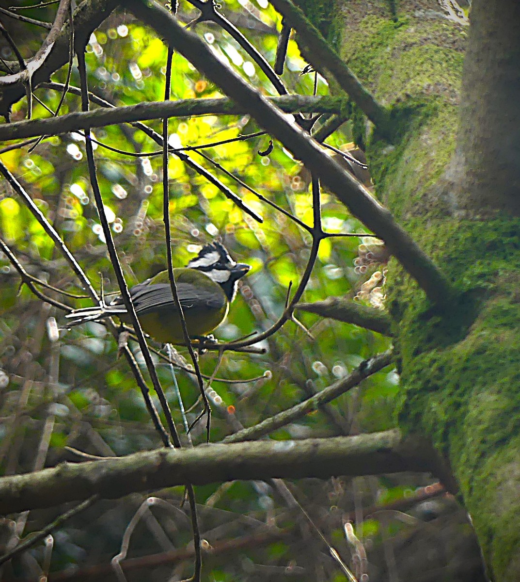 Eastern Shrike-tit - ML638237757