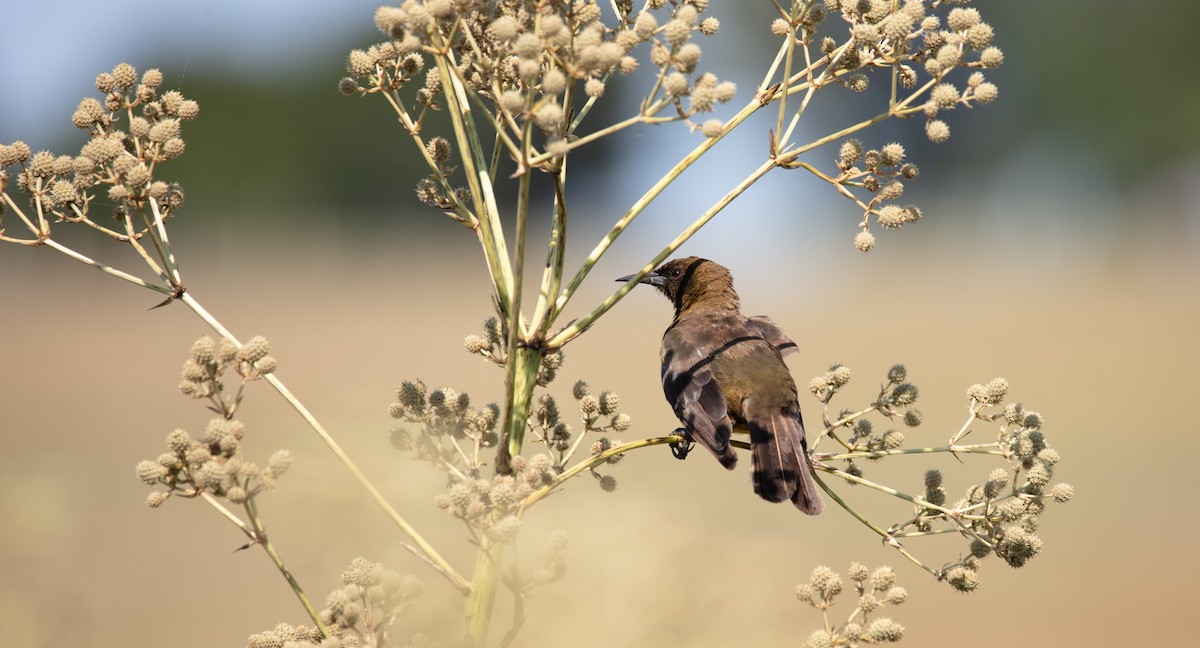 Brown-and-yellow Marshbird - ML638237758