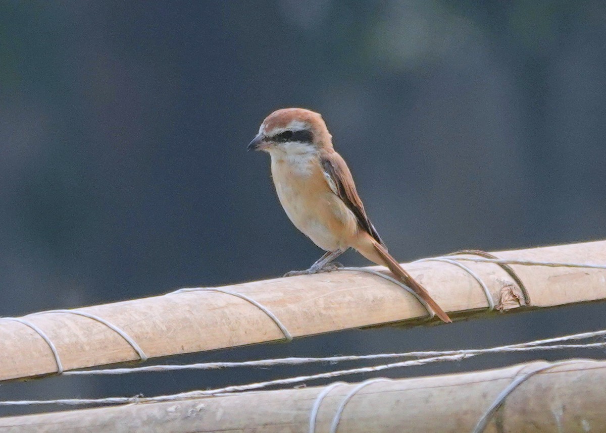 Brown Shrike - ML638237768