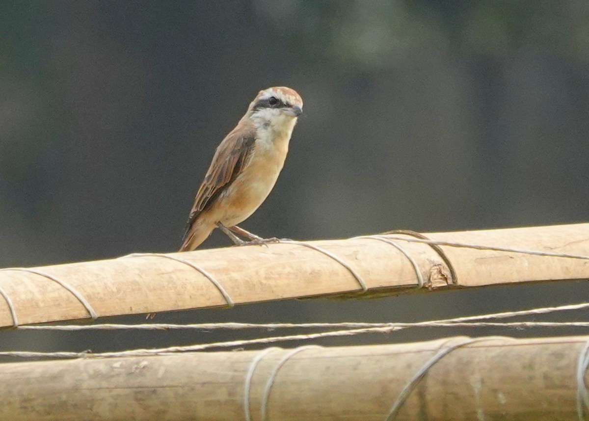 Brown Shrike - ML638237769