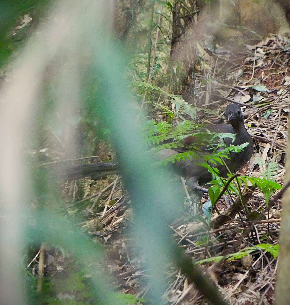 Superb Lyrebird - ML638237771