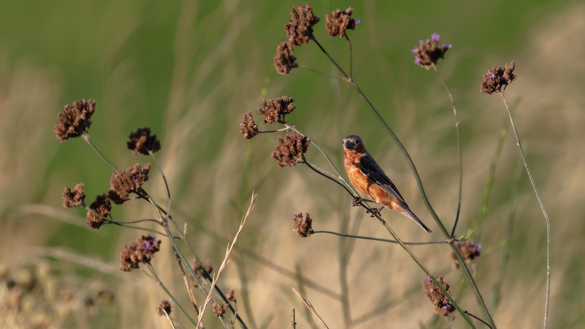 コシアカヒメウソ - ML638237777