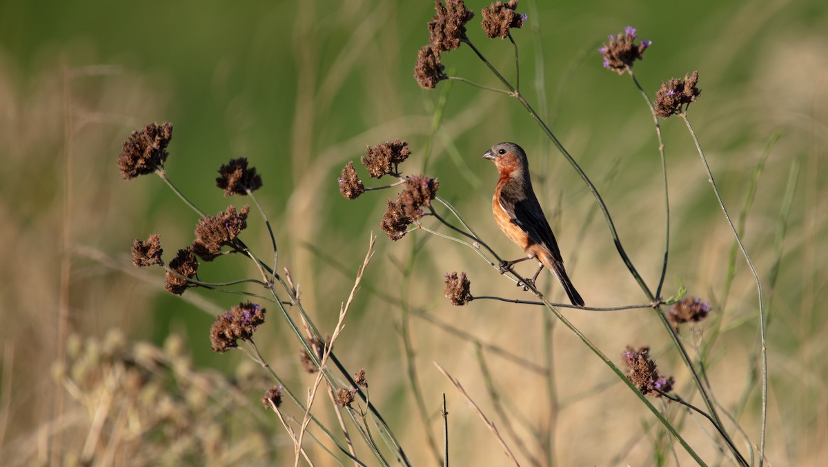 コシアカヒメウソ - ML638237778