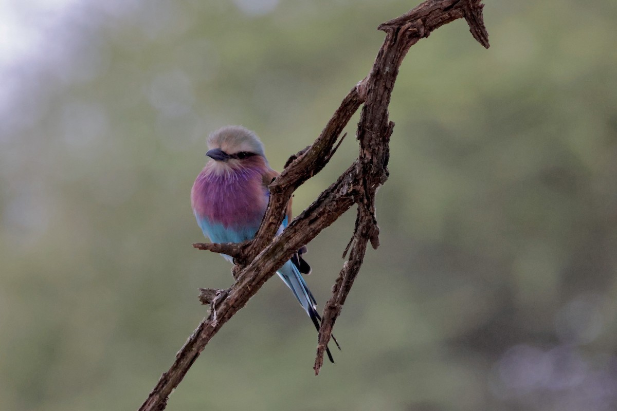 Lilac-breasted Roller - ML638237781