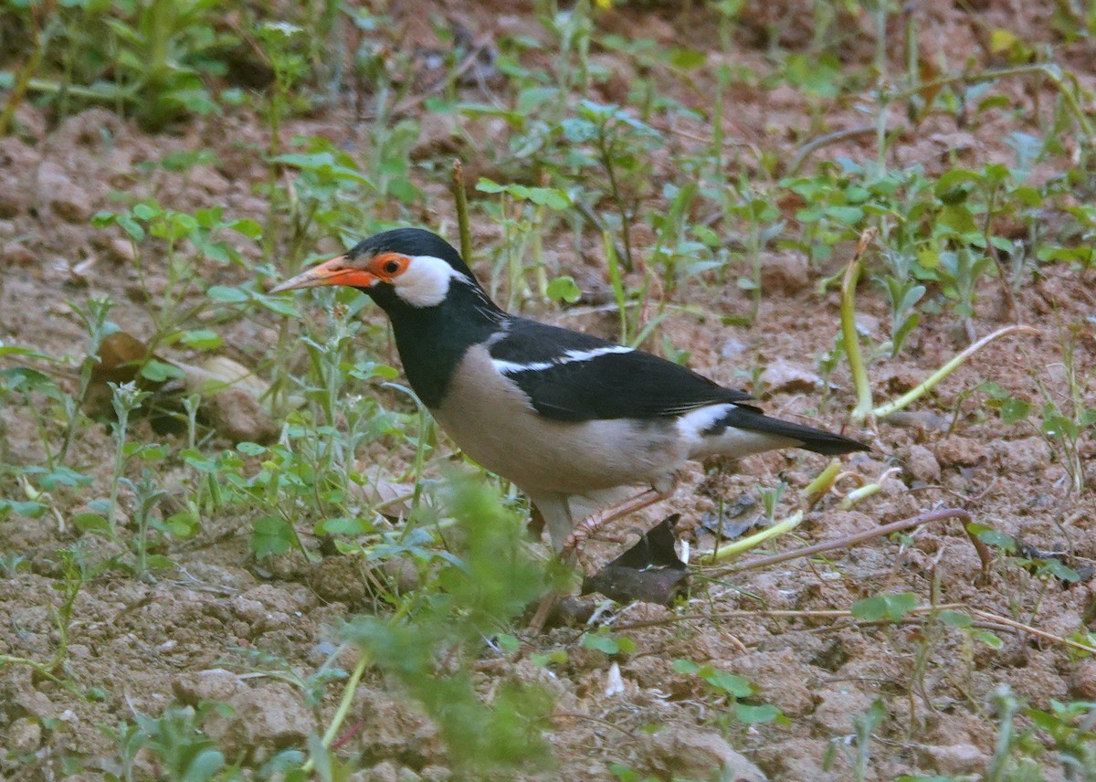 Indian Pied Starling - ML638237793