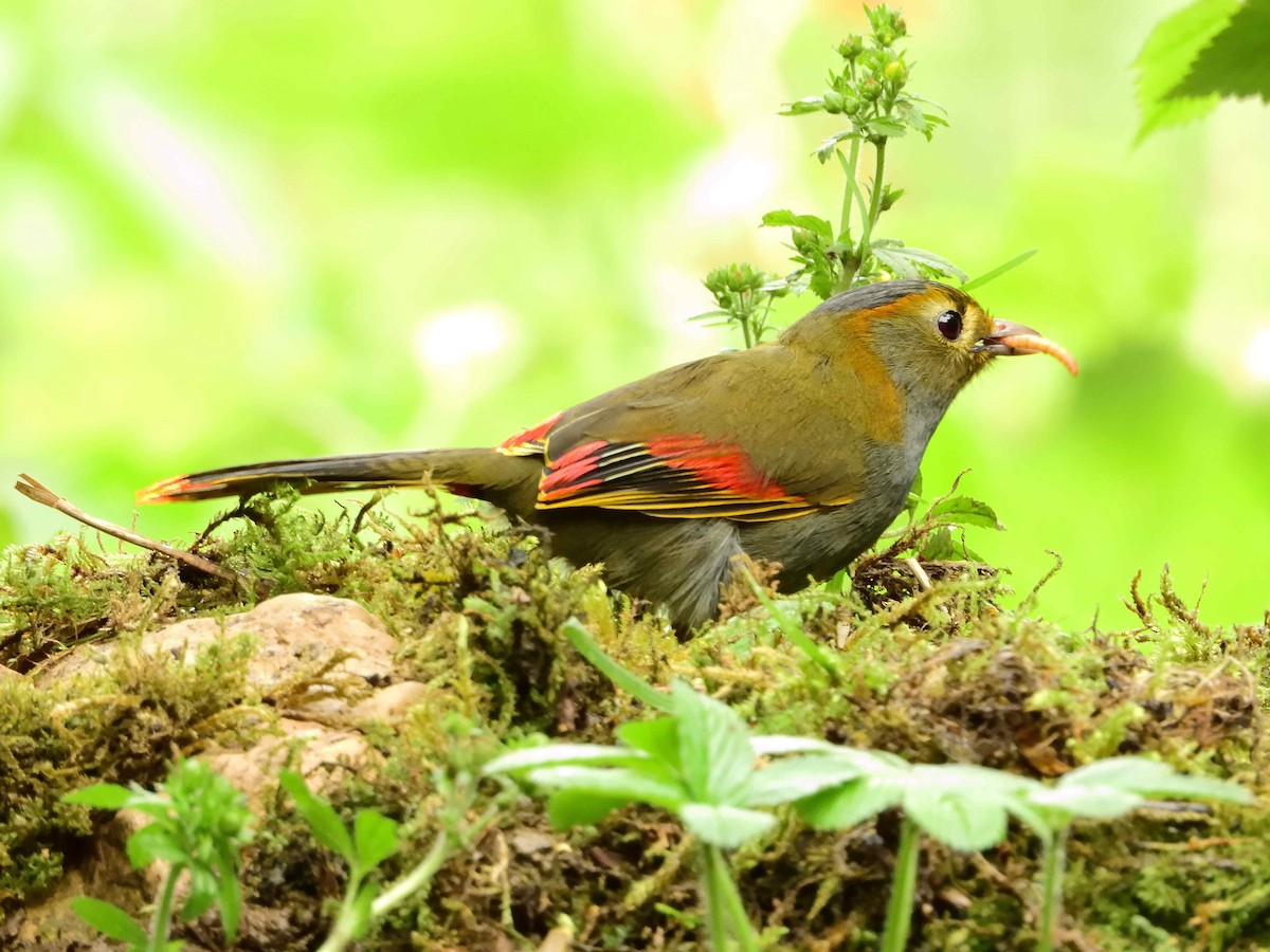 Emei Shan Liocichla - ML638237800