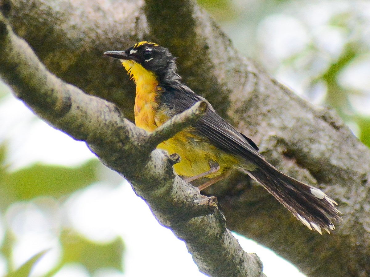 Fächerwaldsänger - ML638237801