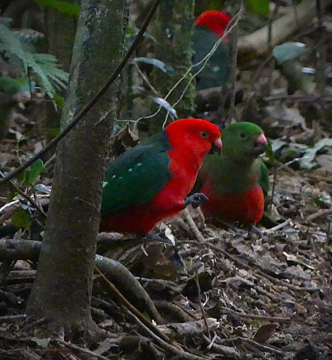 Australian King-Parrot - ML638237807