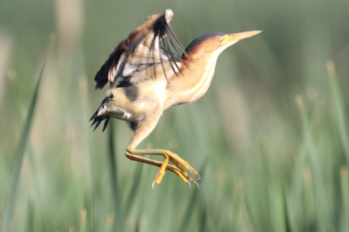Least Bittern - ML638237813