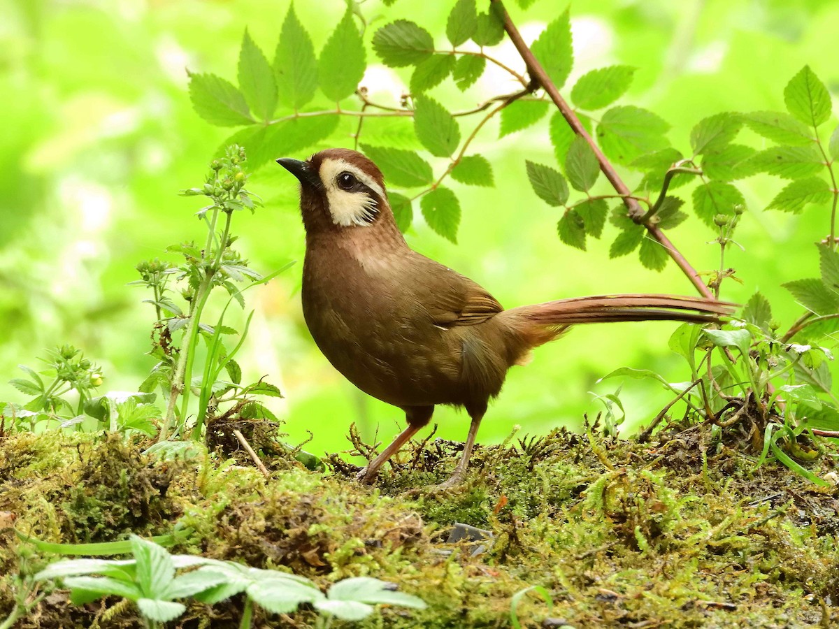 White-browed Laughingthrush - ML638237816