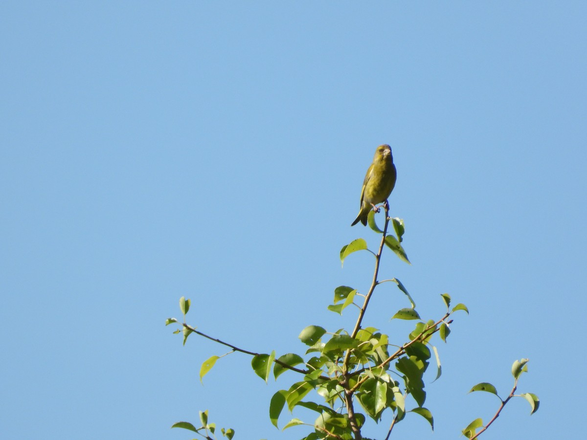 European Greenfinch - ML638237842