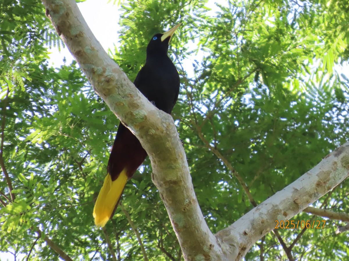 Crested Oropendola - ML638237854