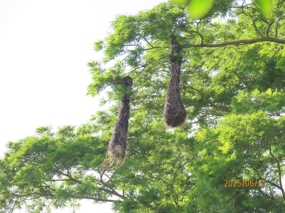 Crested Oropendola - ML638237855
