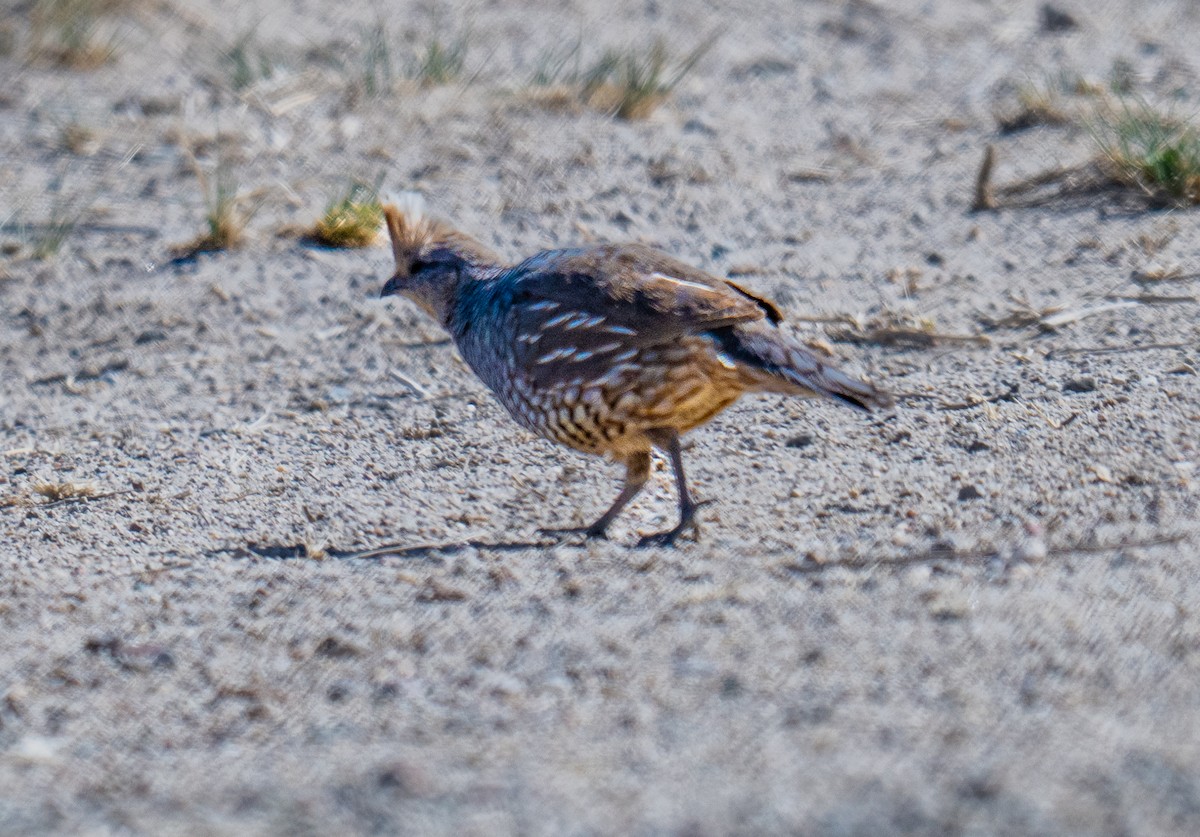 Scaled Quail - ML638237859