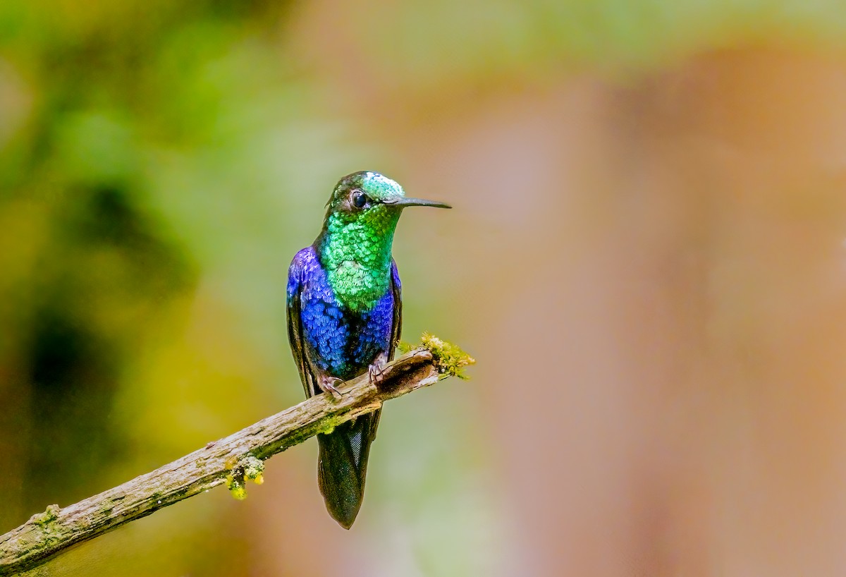 Crowned Woodnymph - ML638237863