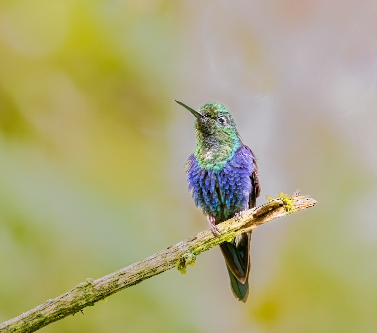 Crowned Woodnymph - ML638237864