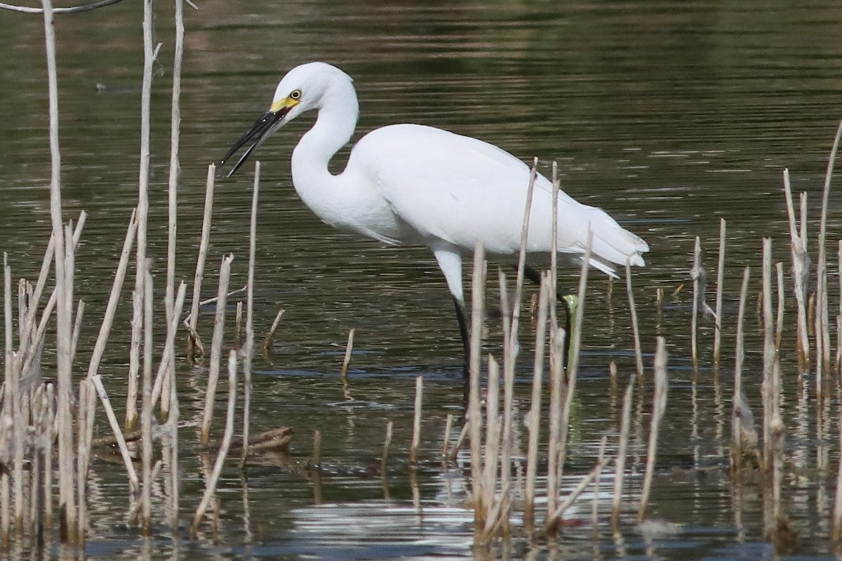 Snowy Egret - ML638237866