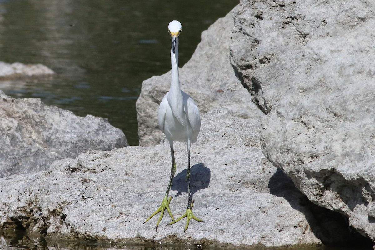 Snowy Egret - ML638237868