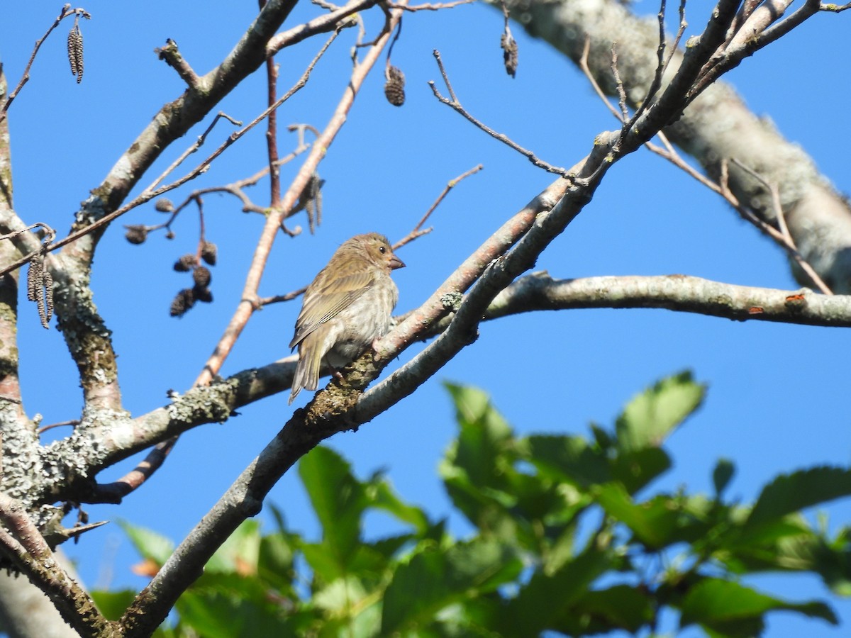 Purple Finch - ML638237872