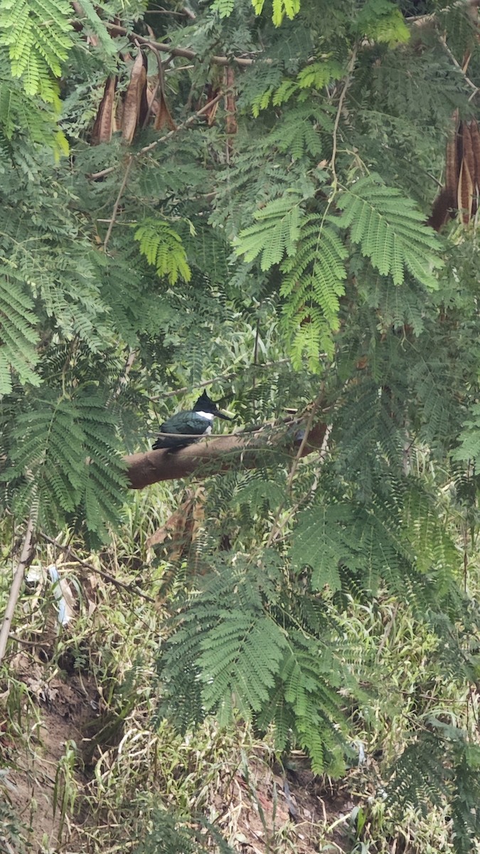Amazon Kingfisher - ML638237884