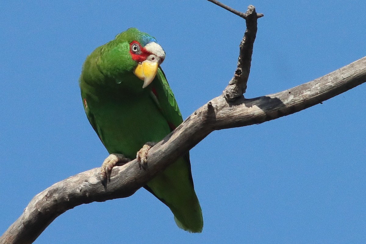 White-fronted Amazon - ML638237893