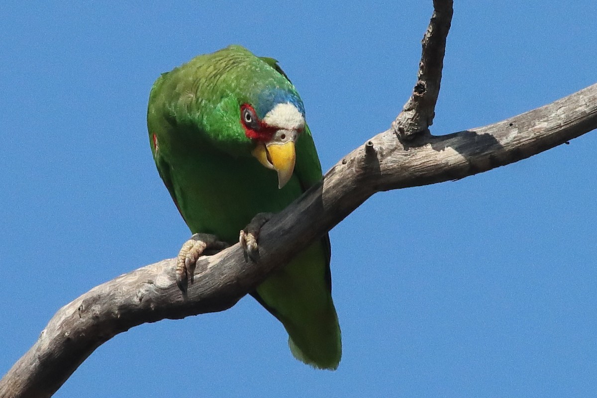 White-fronted Amazon - ML638237894