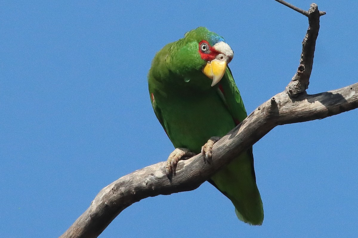 White-fronted Amazon - ML638237895
