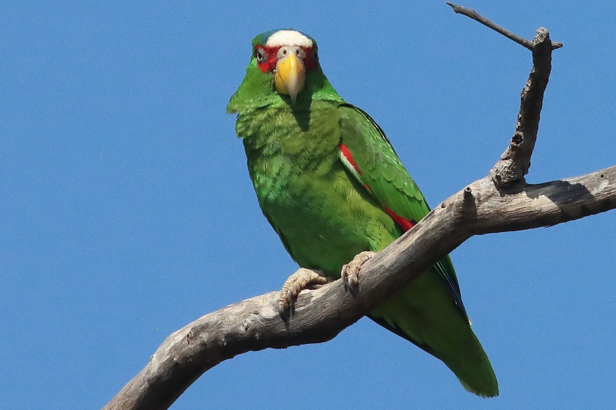 White-fronted Amazon - ML638237896